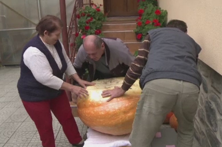 Un sibian a crescut un dovleac de 105 kilograme si 82 de centimetri inaltime. Ce urmeaza sa faca cu el