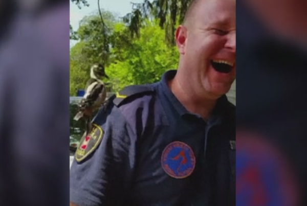 O ciocanitoare "a atacat" un politist dupa ce s-a asezat pe umarul lui. "Am simtit putina durere cand m-a lovit cu ciocul"