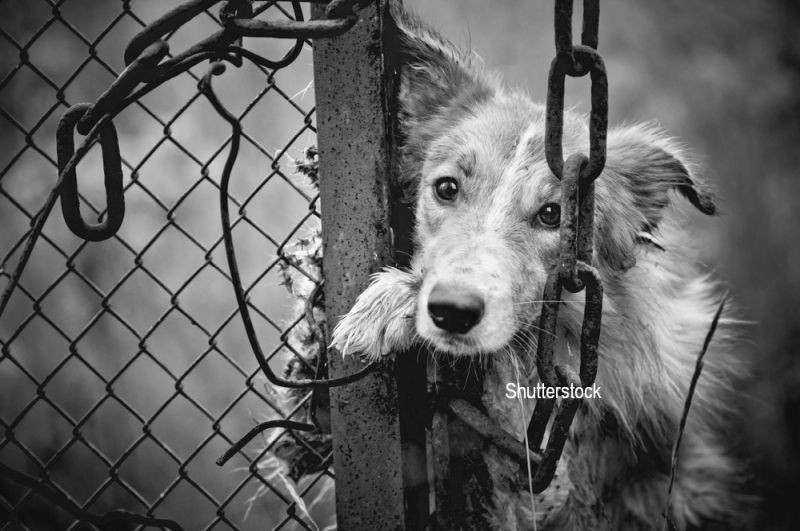 Au gasit pe strada un caine ingropat de viu si cu un cui infipt in cap. Ce s-a intamplat cu animalul cateva ore mai tarziu