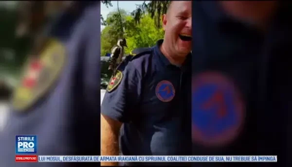 O ciocanitoare a atacat un politist dupa ce s-a asezat pe umarul lui. Am simtit putina durere cand m-a lovit cu ciocul