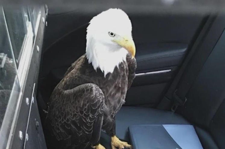 Un politist din SUA a salvat de pe strada un vultur cu cap alb, care se izbise de parbrizul unei masini