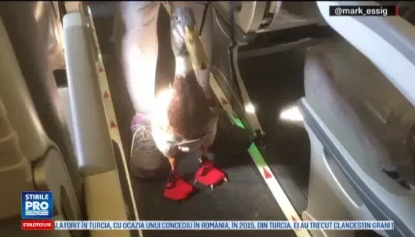 Prietenia neobisnuita dintre un ratoi si o femeie care a ramas cu traume psihice dupa un accident rutier