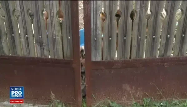 Locuitorii unei localitati din Dolj traiesc cu teama din cauza cainilor unui vecin. Explicatia barbatului