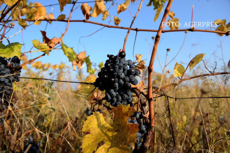 Vinul nostru incearca sa scape de renumele prost si izul de DNA. “Multi consumatori spun 'Romania, vin, pe bune?'"