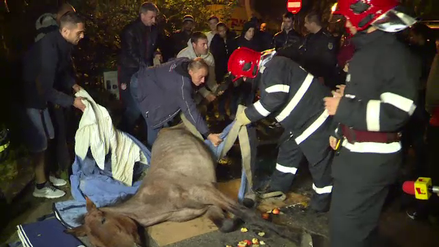 Calul care s-a prabusit de extenuare, in Rahova, salvat de veterinari. Stapanul a fost si el doborat, insa de bautura