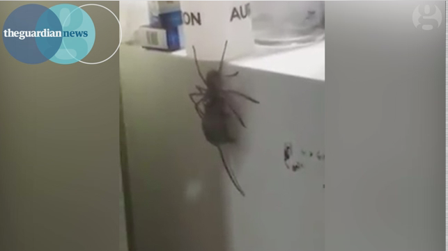 Paianjenul care cara dupa el un soarece: filmarea unui australian a strans peste 6 milioane de vizualizari. VIDEO