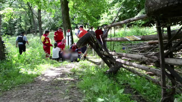 Sfarsit cumplit pentru o femeie din Dambovita. A murit lovita de creanga unui copac, in timp ce taia lemne in padure