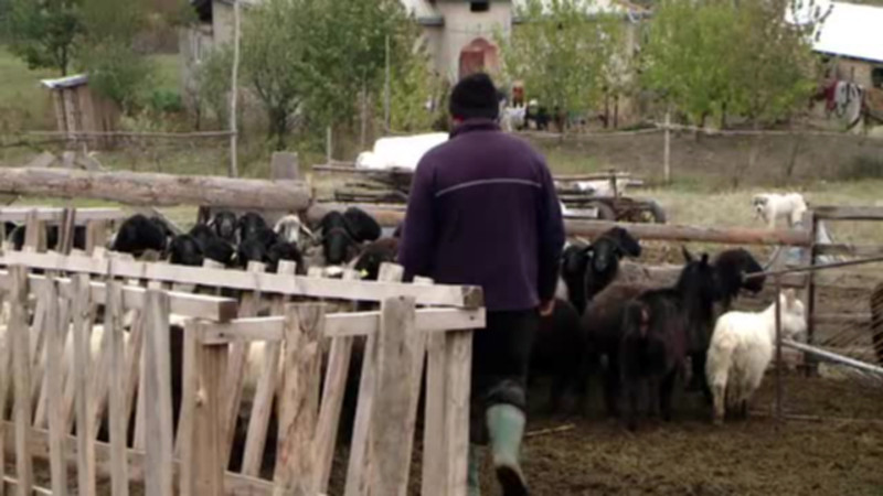 Un tanar din Bistrita s-a specializat in escrocarea ciobanilor. Cum ii convinge sa ii dea miei pe gratis