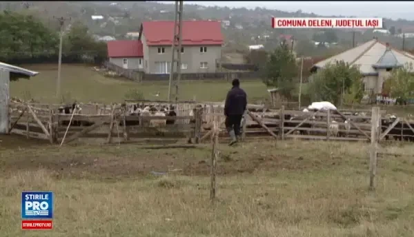 Un tanar din Bistrita s-a specializat in escrocarea ciobanilor. Cum ii convinge sa ii dea miei pe gratis