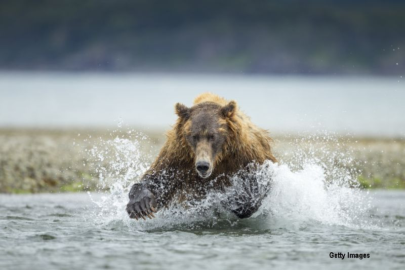 Administratorii fondurilor de vânătoare încep să ducă hrană în pădure pentru a ajuta animalele sălbatice să supraviețuiască