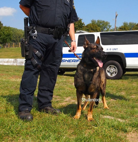 A incercat sa fuga de politisti, dar s-a facut de ras. Cum si-a batut joc un caine lup de un infractor VIDEO