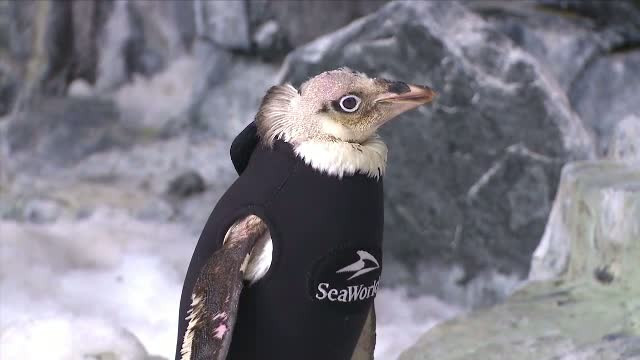Un pinguin de la un parc acvatic din Orlando a cucerit publicul cu un costum special