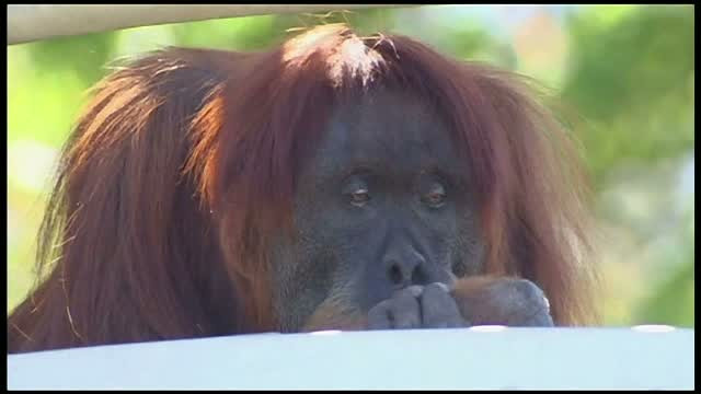 Zi de sarbatoare la gradina zoologica din Perth, Australia. Puan, o femela urangutan, a implinit 6 decenii de viata