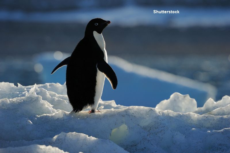 Acord pentru cea mai mare rezervatie naturala marina, in Antarctica. Pescuitul, interzis 35 de ani
