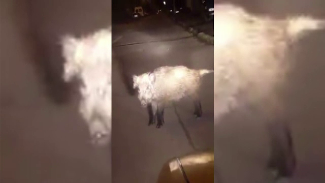 Pui de mistret, filmat pe strazile din Botosani. Din fericire, nu a avut aceeasi soarta ca ursul din Sibiu