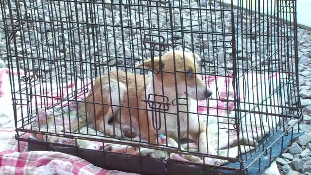 O catelusa de doi ani, taiata cu o sabie in zona coapsei, salvata de la moarte in Braila. "NU mai are sanse sa mearga"