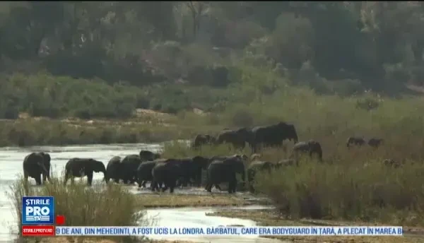 WWF: doua treimi din animalele salbatice de pe planeta vor disparea pana in 2020. Raportul ingrijorator