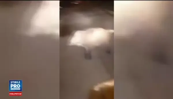 Pui de mistret, filmat pe strazile din Botosani. Din fericire, nu a avut aceeasi soarta ca ursul din Sibiu