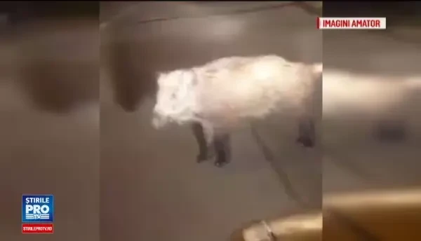 Pui de mistret, filmat pe strazile din Botosani. Din fericire, nu a avut aceeasi soarta ca ursul din Sibiu