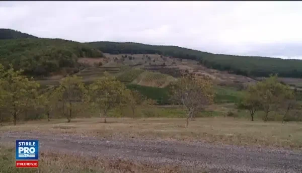 Productia de vin a crescut cu 30% fata de anul trecut in Romania. Cat costa o sticla de vin din struguri stafiditi