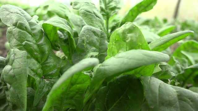 Cat de inspirati au fost producatorii cu solarii, care au investit in semintele de spanac. Un singur kilogram costa 10 lei