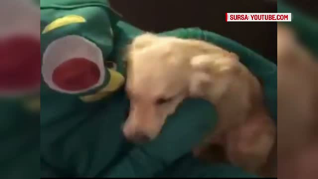 Reactia unui catel cand isi vede stapanul costumat in jucaria lui preferata