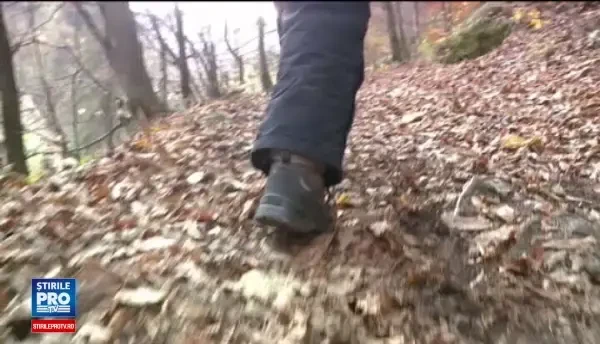 Au venit in Romania de Halloween, dar nu se asteptau la asa senzatii tari. Doi americani atacati de urs, in Brasov