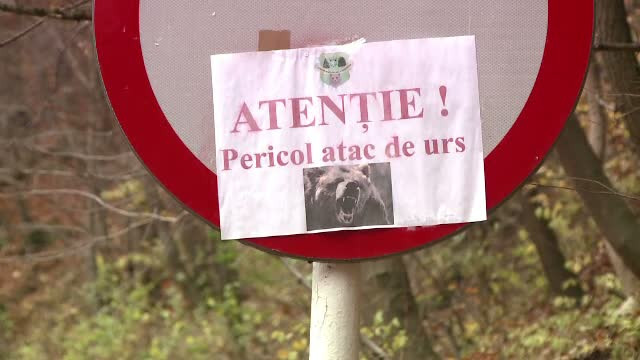 Ursul care sambata a ranit un turist american ar fi atacat din nou. Fiara ar fi omorat un magar de la o stana