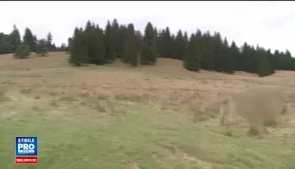 Ursul care sambata a ranit un turist american ar fi atacat din nou. Fiara ar fi omorat un magar de la o stana