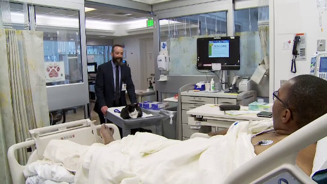 Motanul Duke, inclus intr-un program de terapie pentru pacientii dintr-un spital din San Francisco. Reactia bolnavilor