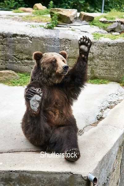 Au invitat la propria nunta un "cavaler de onoare" de 300 de kg. Cum s-a comportat ursul. FOTO