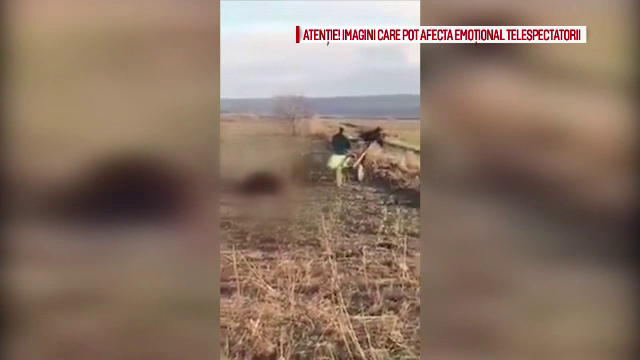 Imagini revoltatoare in judetul Iasi: cal decapitat si tarat cu caruta pe camp. "L-am dus la stana sa il manance cainii"