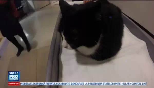 Motanul Duke, inclus intr-un program de terapie pentru pacientii dintr-un spital din San Francisco. Reactia bolnavilor