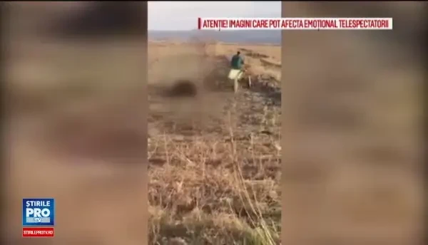 Imagini revoltatoare in judetul Iasi: cal decapitat si tarat cu caruta pe camp. L-am dus la stana sa il manance cainii