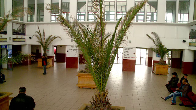 Gara din Constanta s-a transformat in gradina botanica. Au fost adapostiti peste 50 de palmieri adusi de pe faleza din Mamaia