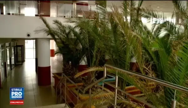 Palmierii de pe faleza din Mamaia au fost mutati in gara. Cat costa gazduirea lor pe timp de iarna