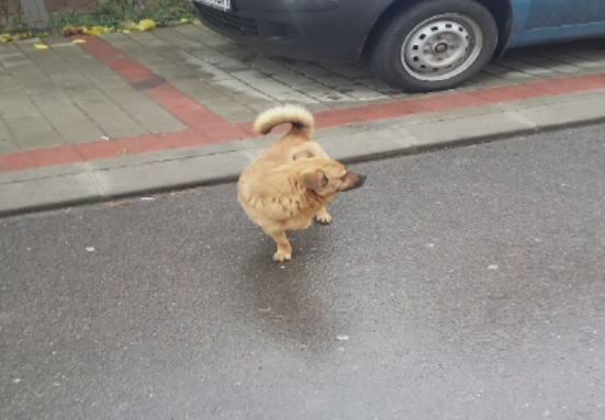 Caine calcat intentionat cu masina si lasat in agonie sub roata. Scenele petrecute intr-o localitate din Iasi