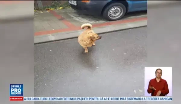 Caine calcat intentionat cu masina si lasat in agonie sub roata. Scenele petrecute intr-o localitate din Iasi