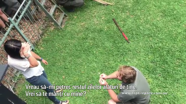 Cerere in casatorie periculoasa in Australia. Ce animal salbatic se afla in spatele barbatului cand a ingenunchiat