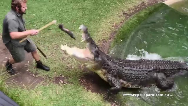 crocodil