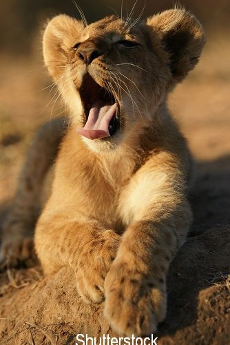 Un luptator rus si-a luat un leu drept animal de companie, ca sa se antreneze cu el. Ce s-a intamplat cu ghearele animalului