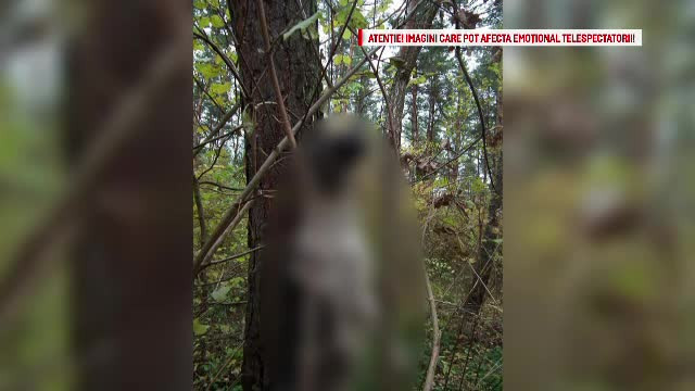 Proteste in Covsana, dupa ce un tanar a torturat si spanzurat un catel. Fratele minor al agresorului a asistat la scena