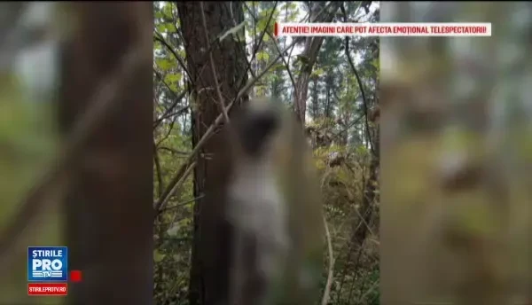 Proteste in Covsana, dupa ce un tanar a torturat si spanzurat un catel. Fratele minor al agresorului a asistat la scena