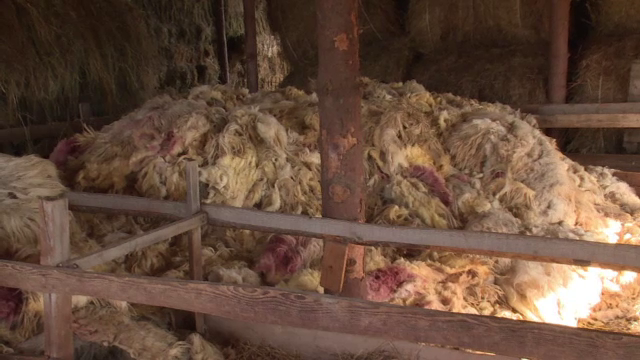 Ciobanii de la noi prefera sa arda lana decat sa o dea in pierdere. "Nu recuperam nici macar banii din tunsul mioarelor"