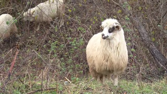 Scandal mare. Ciobanii din Tulcea amenință că își vor îneca toate oile în Dunăre