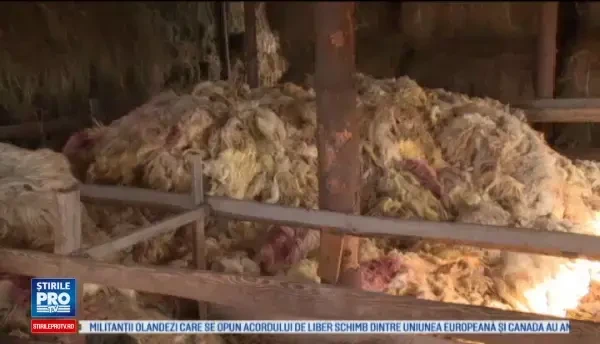Ciobanii de la noi prefera sa arda lana decat sa o dea in pierdere. Nu recuperam nici macar banii din tunsul mioarelor