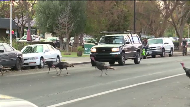 Un oras din California a fost invadat de curcani, iar localnicii au intrat in panica. "Sunt blocat intre doi curcani"