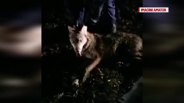 Lupul mai siret decat localnicii si autoritatile din Bran. Ce s-a intamplat dupa ce s-a imprietenit cu dulaii