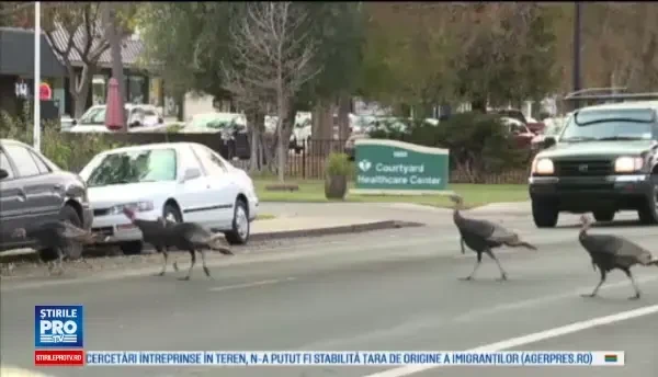 Un oras din California a fost invadat de curcani, iar localnicii au intrat in panica. Sunt blocat intre doi curcani
