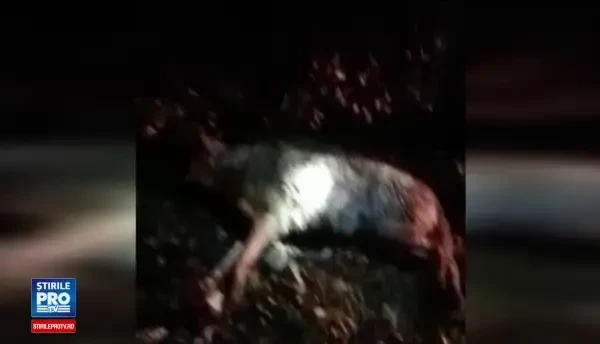 Lupul mai siret decat localnicii si autoritatile din Bran. Ce s-a intamplat dupa ce s-a imprietenit cu dulaii